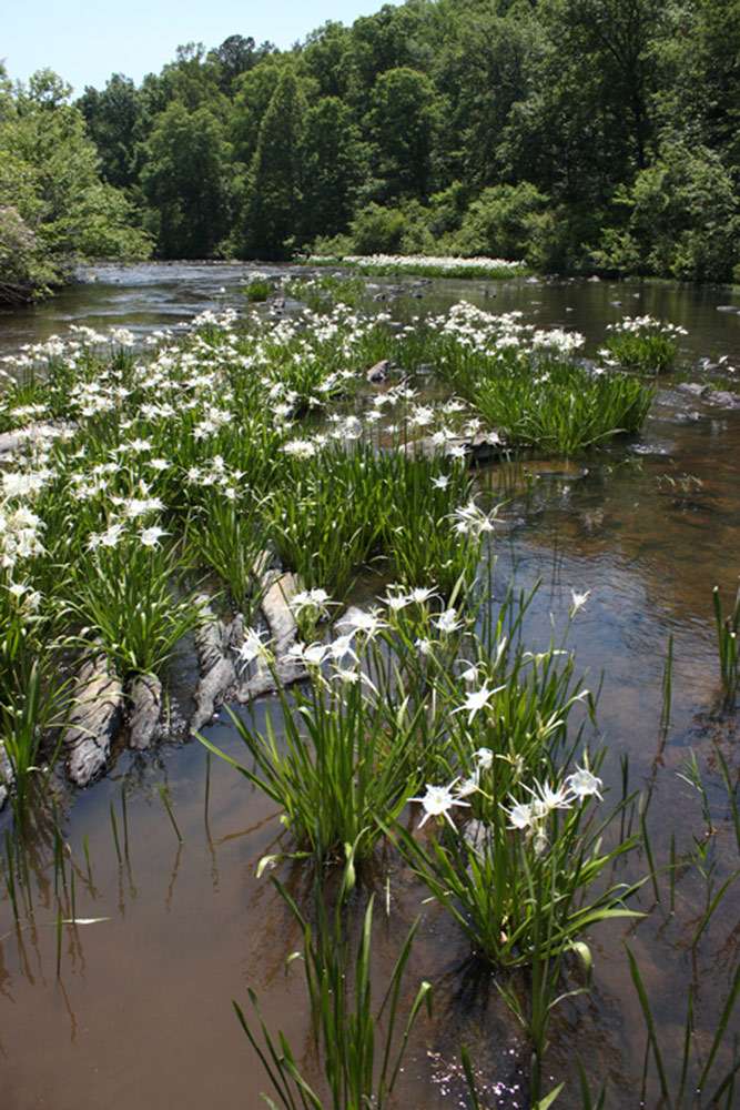 Hatchet Creek Canoe Trail East Alabama Travel Destinations